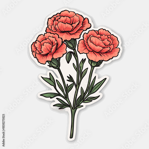 flower Carnation
