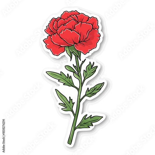  flower Carnation