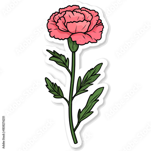  flower Carnation