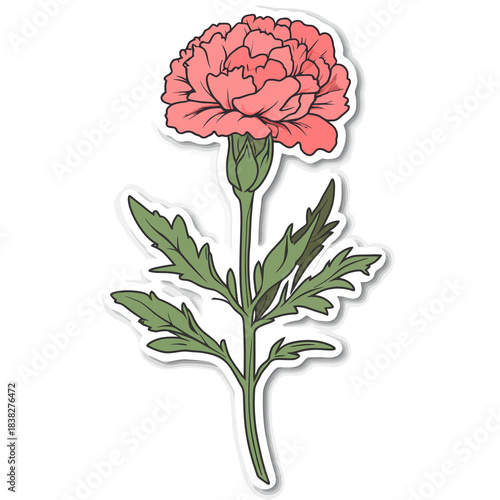  flower Carnation