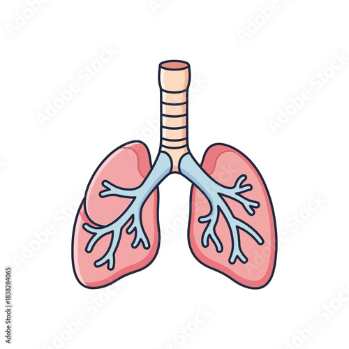Illustration of Human Lungs and Trachea for Educational Purposes.