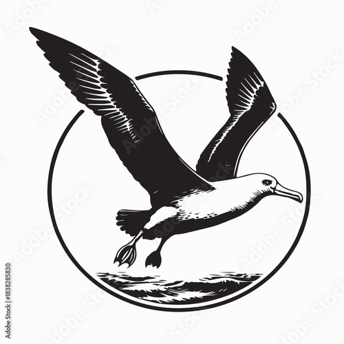 Albatross Wings Spread Wildlife Vector Illustration on white background