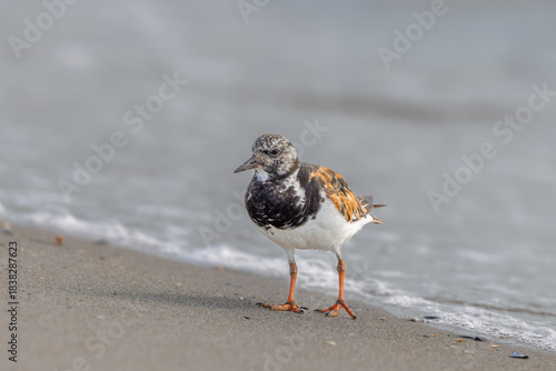 Ruddy turnstone (Arenaria interpres) searching for food on the beach in the Camargue, France.