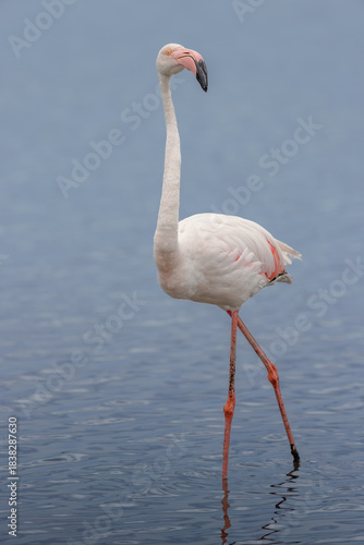 Greater flamingo (Phoenicopterus roseus) standing in the shallow water of a lagoon in the Camargue, France.