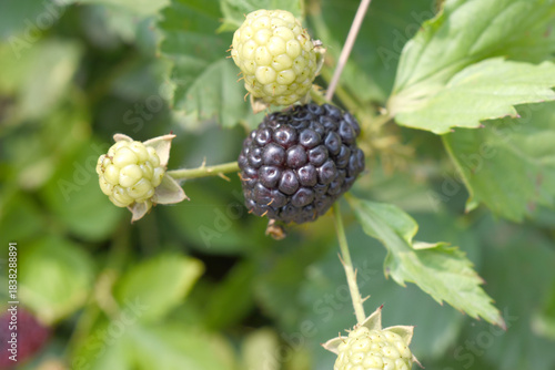 Natural food - fresh ripe and unripe blackberries in a garden. Bunch of ripe and unripe blackberry fruit on branch with green leaves on a farm. Close-up, blurred background. Chakwal, Punjab, Pakistan