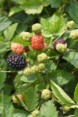Natural food - fresh ripe and unripe blackberries in a garden. Bunch of ripe and unripe blackberry fruit on branch with green leaves on a farm. Close-up, blurred background. Chakwal, Punjab, Pakistan