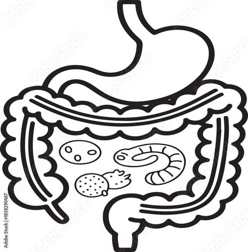 Human gastrointestinal tract vector representation with stomach intestines and microorganisms inside