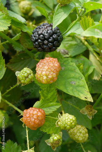 Natural food - fresh ripe and unripe blackberries in a garden. Bunch of ripe and unripe blackberry fruit on branch with green leaves on a farm. Close-up, blurred background. Chakwal, Punjab, Pakistan