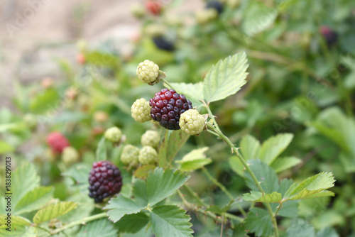 Natural food - fresh ripe and unripe blackberries in a garden. Bunch of ripe and unripe blackberry fruit on branch with green leaves on a farm. Close-up, blurred background. Chakwal, Punjab, Pakistan