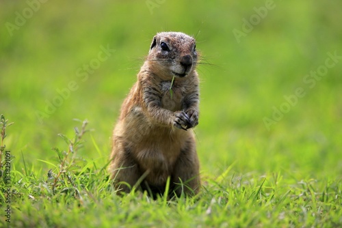 Cape ground squirrel (Xerus inauris), adult, alert, standing upright, feeding, Mountain Zebra National Park, Eastern Cape, South Africa