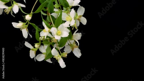 White Philadelphus lewisii Flowers with Delicate Petals and Yellow Center on Black Background