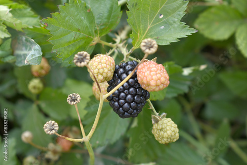 Natural food - fresh ripe and unripe blackberries in a garden. Bunch of ripe and unripe blackberry fruit on branch with green leaves on a farm. Close-up, blurred background. Chakwal, Punjab, Pakistan