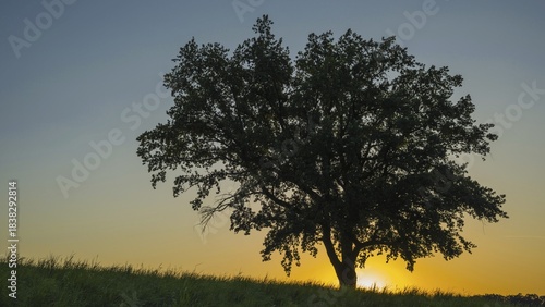 Old English oak (Quercus robur), Swabian Alb, Baden-Württemberg, Germany