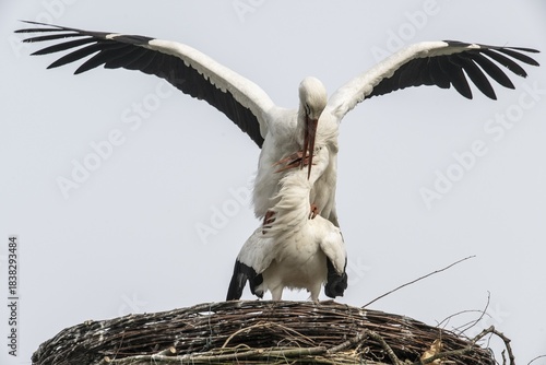 White storks (Ciconia ciconia), mating, Emsland, Lower Saxony, Germany