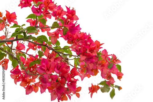 Red bougainvillea isolated