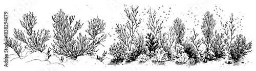 Underwater coral reef seabed with seaweed and bubbles Hand drawn ink sketch vector illustration of marine nature