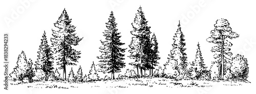Hand drawn pine forest landscape vector sketch of coniferous tree line and wilderness in black and white doodle style
