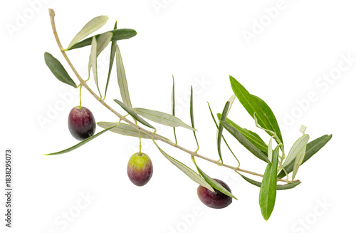 Wallpaper Mural Fresh olives isolated Torontodigital.ca