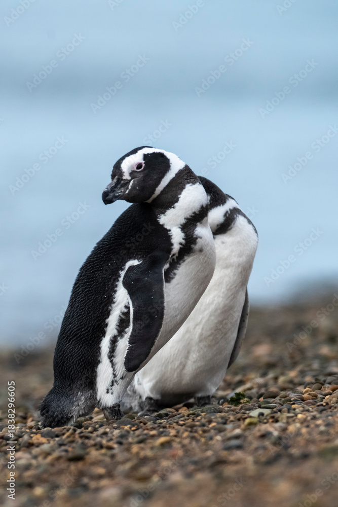 Obraz premium Magellanic penguin, Caleta Valdes, peninsula Valdes, Chubut Province, Patagonia Argentina
