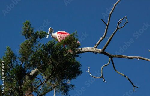 Roseate Spoonbill in a tree