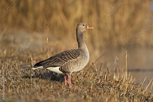 Greylag goose (Anser anser), standing in mown reeds, Switzerland