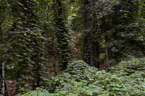 Kudzu Vines Smother Kentucky Mountain Forest