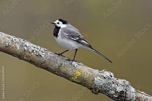 White wagtail (Motacilla alba), sitting on a branch, Switzerland