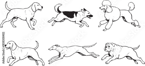 Monochrome Pet Study: Various Illustrations of Common Domestic Dog Species and Anatomy