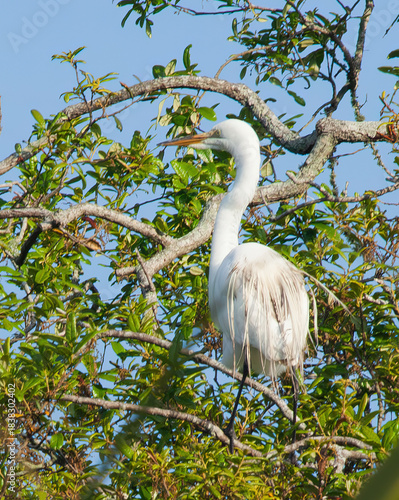 Great White Heron in a tree