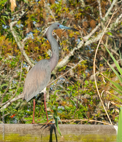 Try Colored Heron in a tree