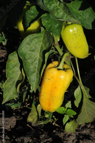 Peppers growing in the garden, closeup of photo with selective focus.