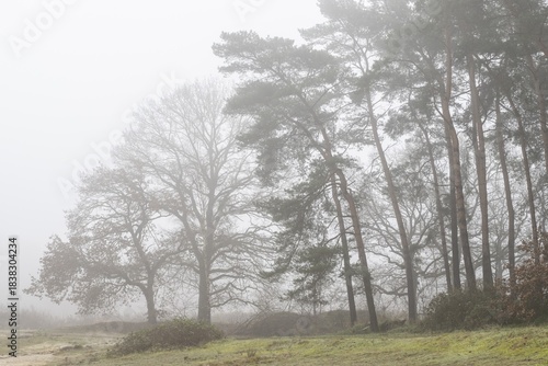 Wallpaper Mural Trees in the fog, Emsland, Lower Saxony, Germany Torontodigital.ca
