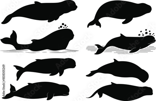 Whale silhouette vector set with spouting and tail poses, black isolated marine animal artwork, ocean wildlife concept, aquatic creature design illustration pack