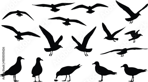 Mega Vector Silhouette Collection: Featuring Seagulls in Flight, Baseball Players in Action, and Various Bulls, Cows, and Calves for Diverse Design and Illustration Projects.