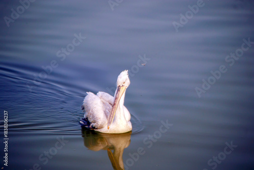 Fototapeta Naklejka Na Ścianę i Meble -  pelican in the water