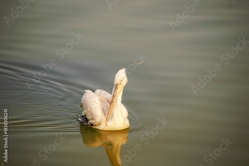 Fototapeta Naklejka Na Ścianę i Meble -  pelican swimming in the water