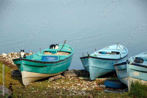 Fototapeta Naklejka Na Ścianę i Meble -  cats and fishing boats on the lake shore