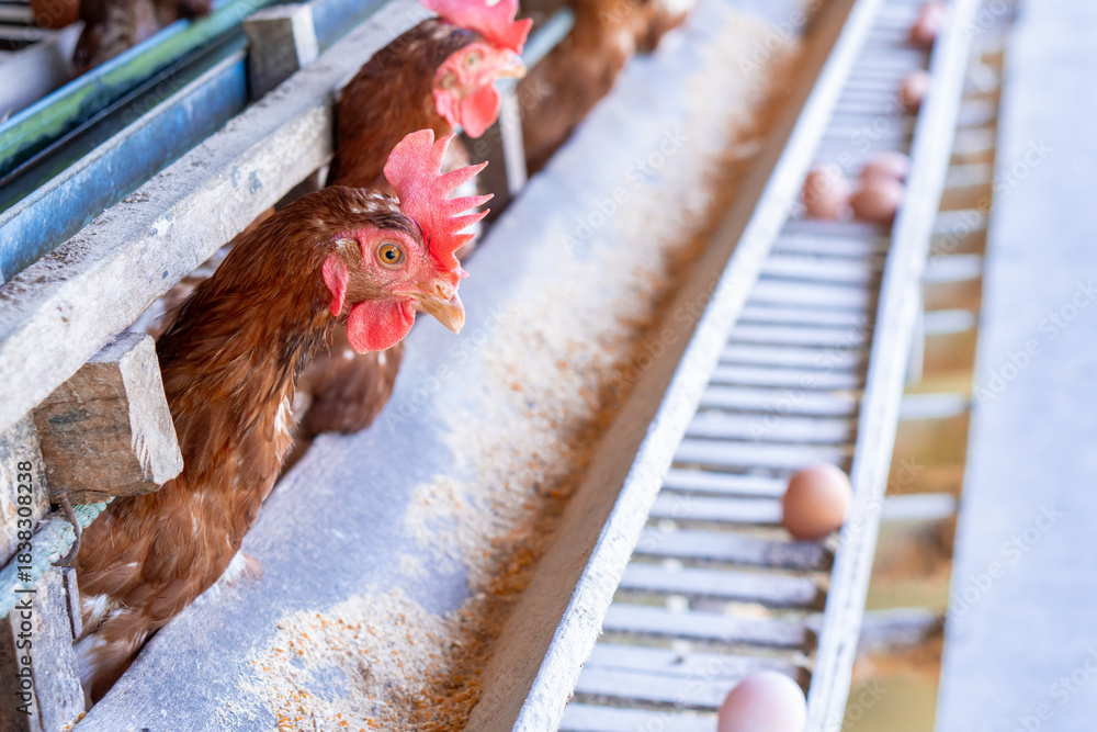 Fototapeta premium chicken on the farm