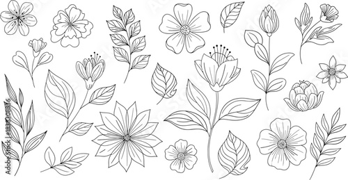 Collection of Elegant Daisy flower Illustrations line art design illustration premium quality Isolated monochrome botanical line art flowers and branches