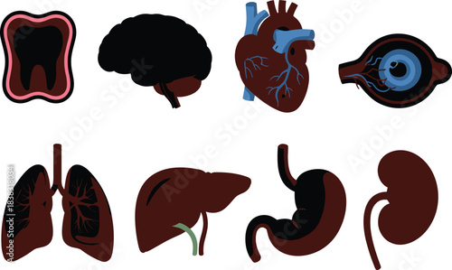 Human organ illustration set, anatomy vector pack, brain heart lung kidney liver stomach eye tooth, educational medical symbols, biology healthcare concept
