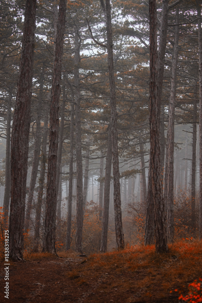 Fototapeta premium misty autumn forest in the morning 