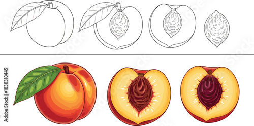 Realistic Vector Set of Peaches, Halves, and Pits in Detailed Outline and Color Illustrations