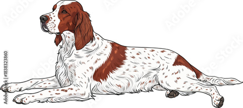 Irish Red and White Setter dog lying down stretched pose