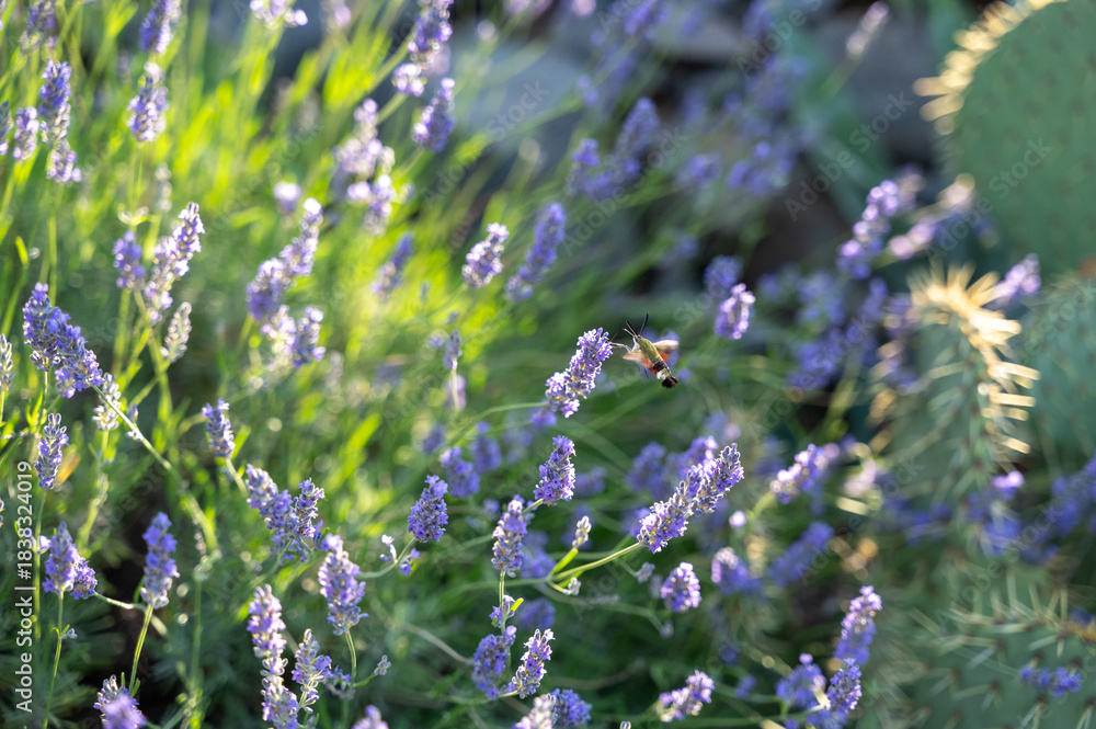 Obraz premium Hawk-moth butterfly on lavender blossom