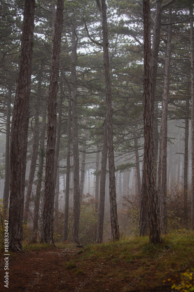 Fototapeta premium misty autumn forest in the morning 