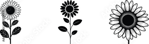 Black and white sunflower illustrations, botanical flower drawings, monochrome floral set, sunflower line art, detailed petals, minimalist plant design