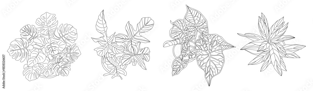 Naklejka premium A minimalist black and white vector set of tropical house plant sketches, monstera, veined leaves, star-shaped foliage, top view interior icons