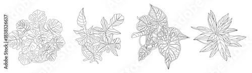 A minimalist black and white vector set of tropical house plant sketches, monstera, veined leaves, star-shaped foliage, top view interior icons