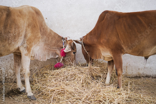 Photography rural cow grazing, village roadside cow, domestic cattle in nature, farm animal outdoors, cow grazing countryside stock photo