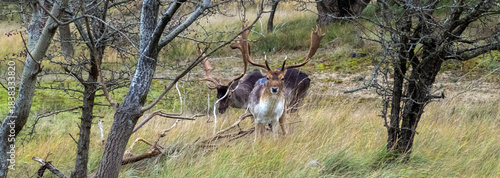 Two male Fallow Deer (Dama Dama) in a winter forest in the 